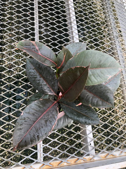 A 4 pack of Ficus elastica 'Ruby' plugs pictured from above. The Ficus elastica 'Ruby' plugs show a mix of dark green and pink variegation, and are highly glossy.