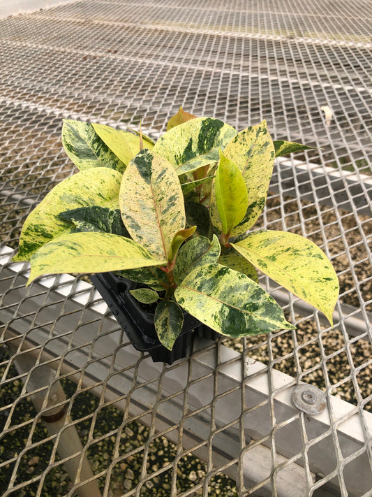 A 4 pack of Ficus elastica 'Shivereana' pictured from above. The leaves are pale green and oval-shaped, and are speckled with darker green and cream variegation. The glossy foliage has a marbled appearance and a subtle pink tint along new growth.