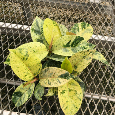 A 4 pack of Ficus elastica 'Shivereana' pictured from above. The plants have several large leaves - all are pale green, oval-shaped, and speckled with darker green and cream variegation, creating a marbled appearance. Newer growth has a pink tint.