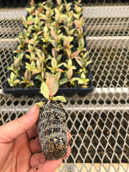 A Ficus elastica 'Shivereana' plug pictured in front of a tray of Ficus elastica 'Shivereana'. The plug has clearly developed roots visible through its compostable soil pot.