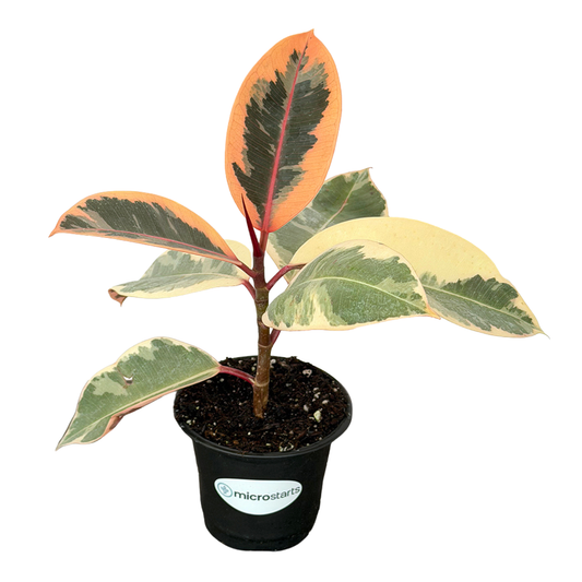 Tineke Rubber Plant