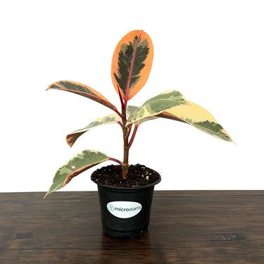Tineke Rubber Plant