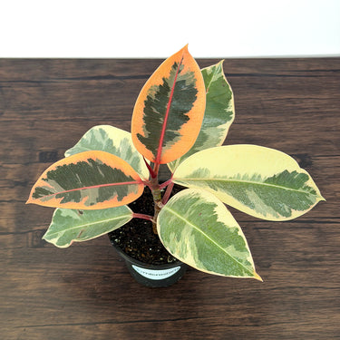 Tineke Rubber Plant