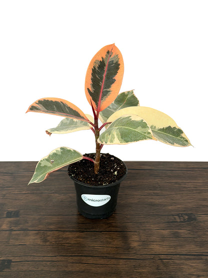 Ficus Variety Pack