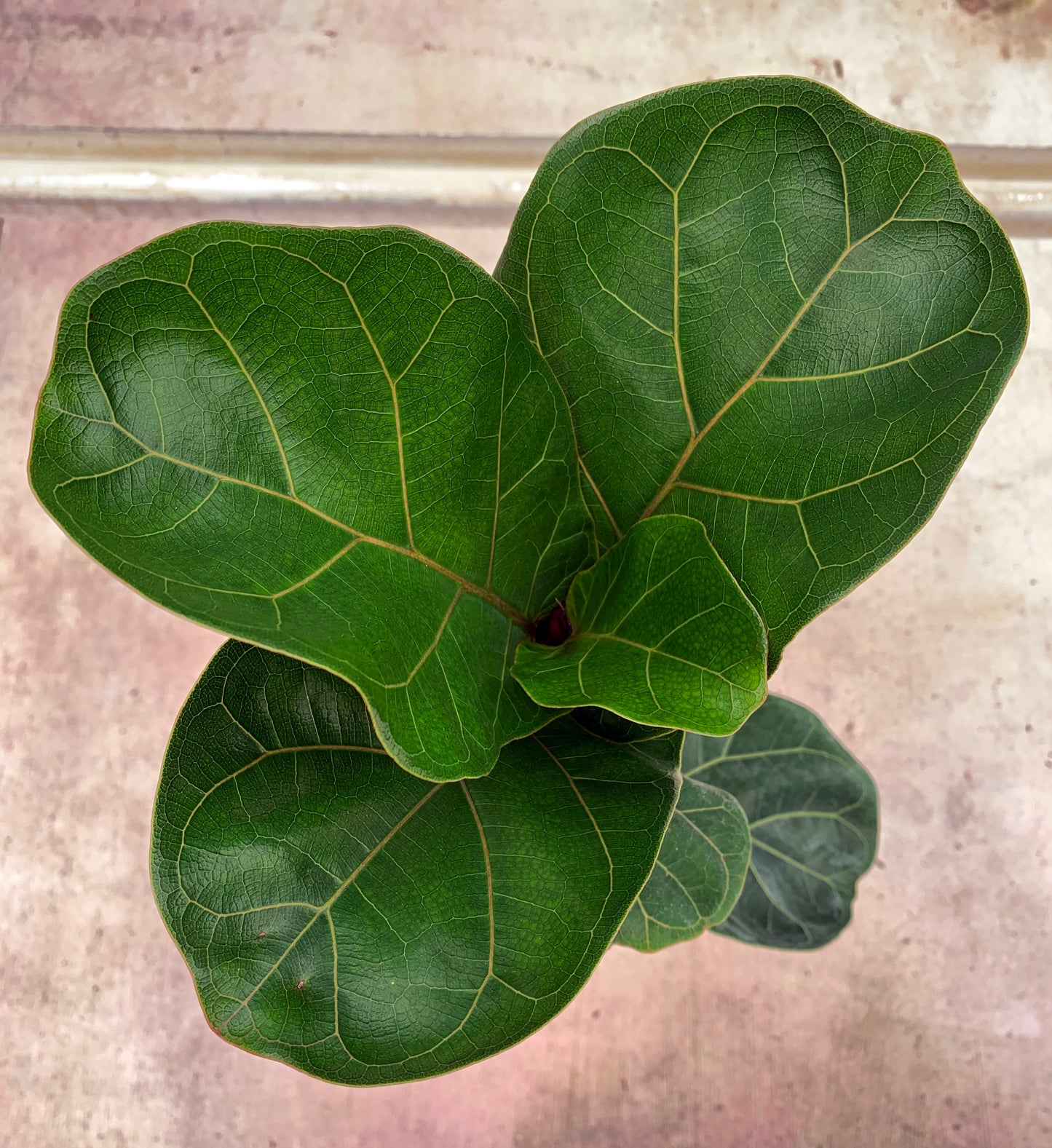 Ficus lyrata 'Bambino'