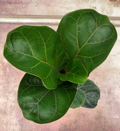 Ficus lyrata 'Bambino'