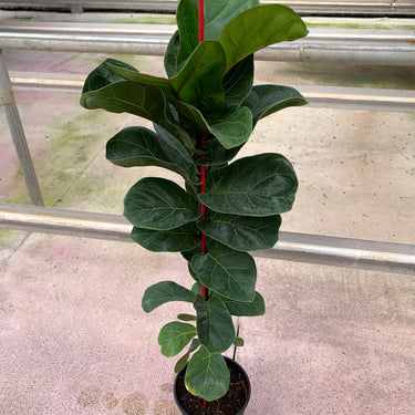 Dwarf Fiddle Leaf Fig
