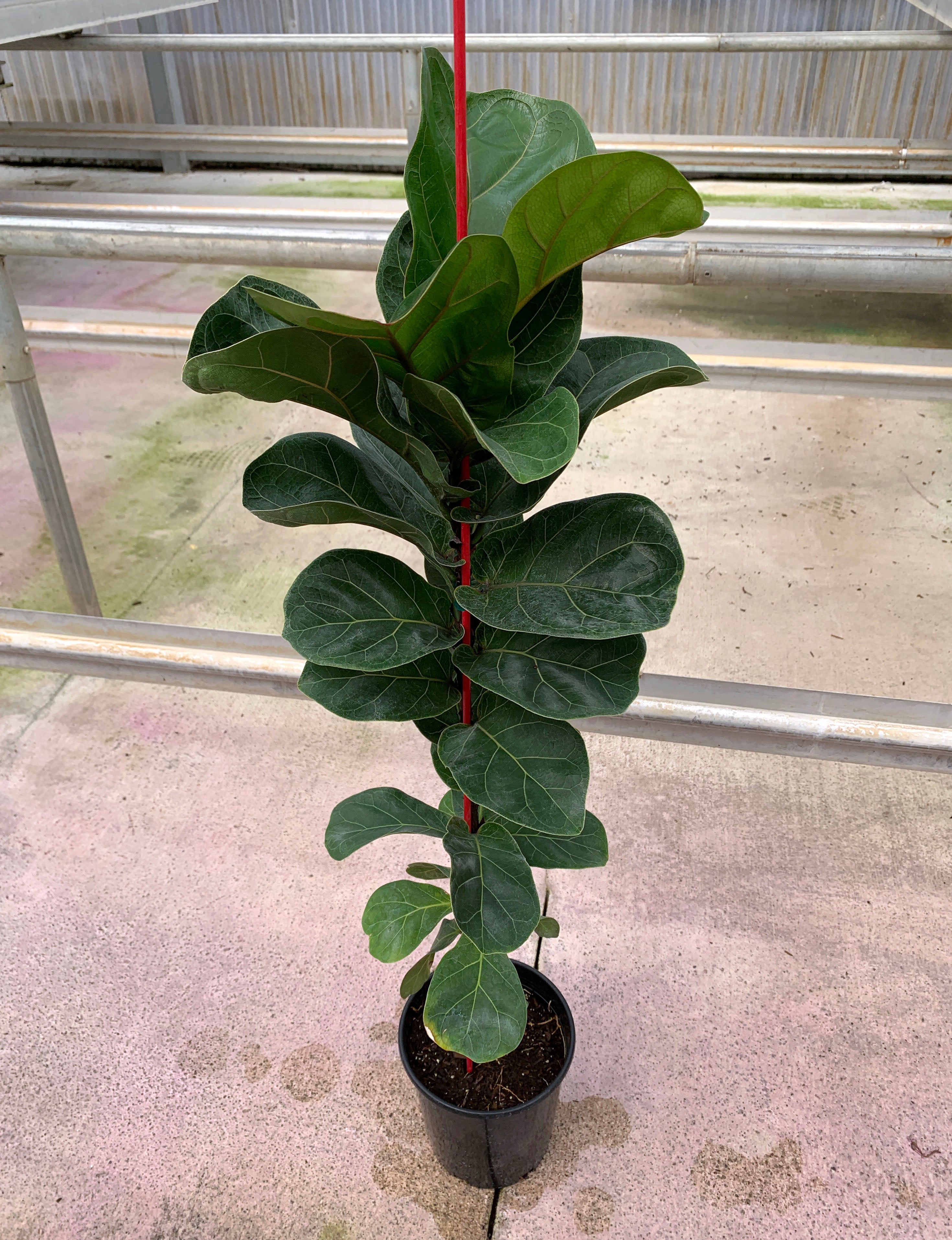 compact fiddle leaf fig Dwarf Fiddle Leaf Fig