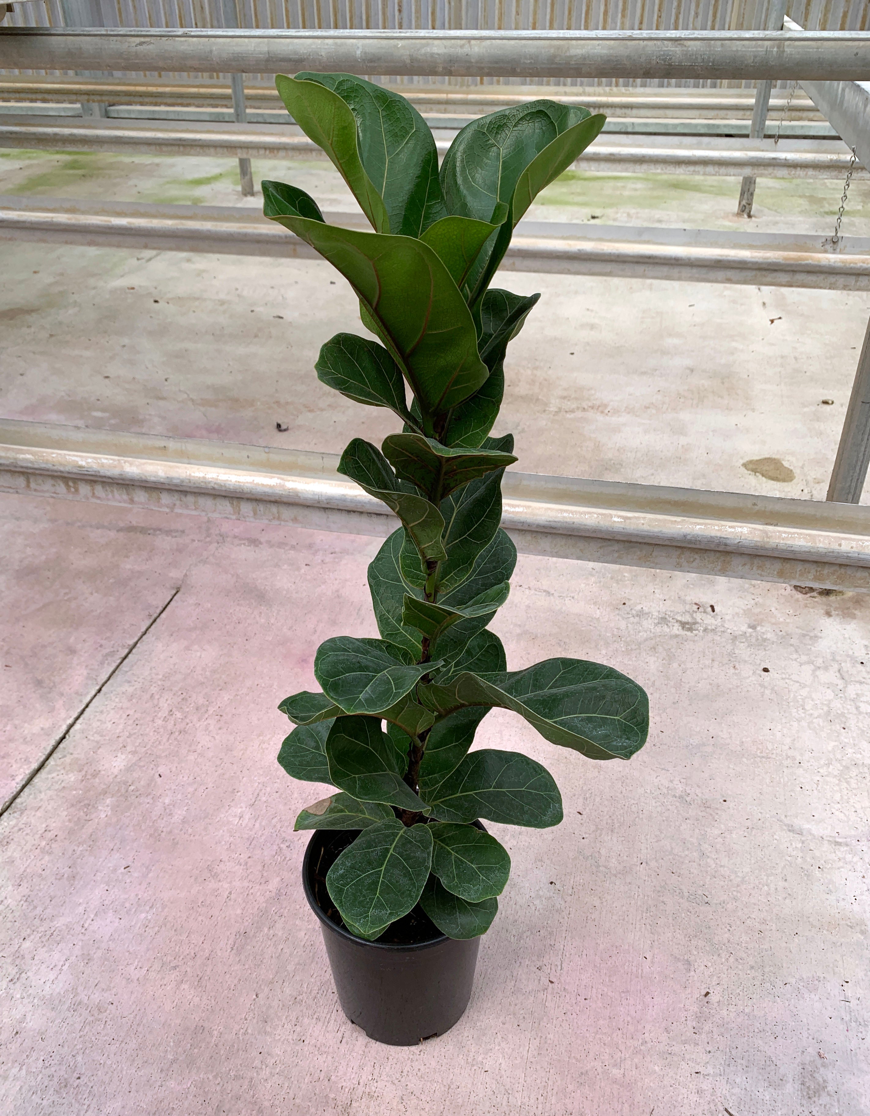 bambino fiddle leaf fig tree Dwarf Fiddle Leaf Bambino in 1 Gallon