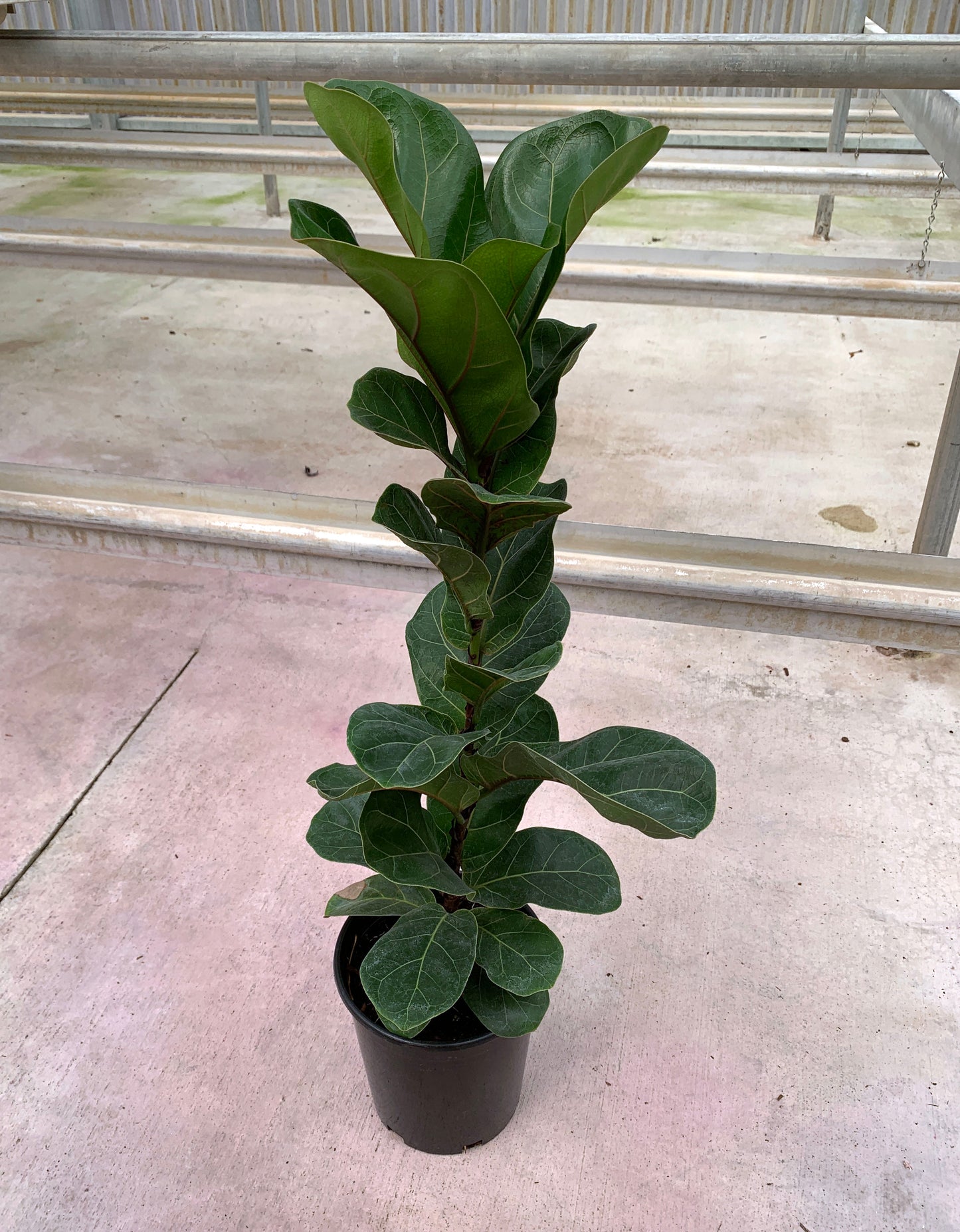 Ficus lyrata 'Bambino'