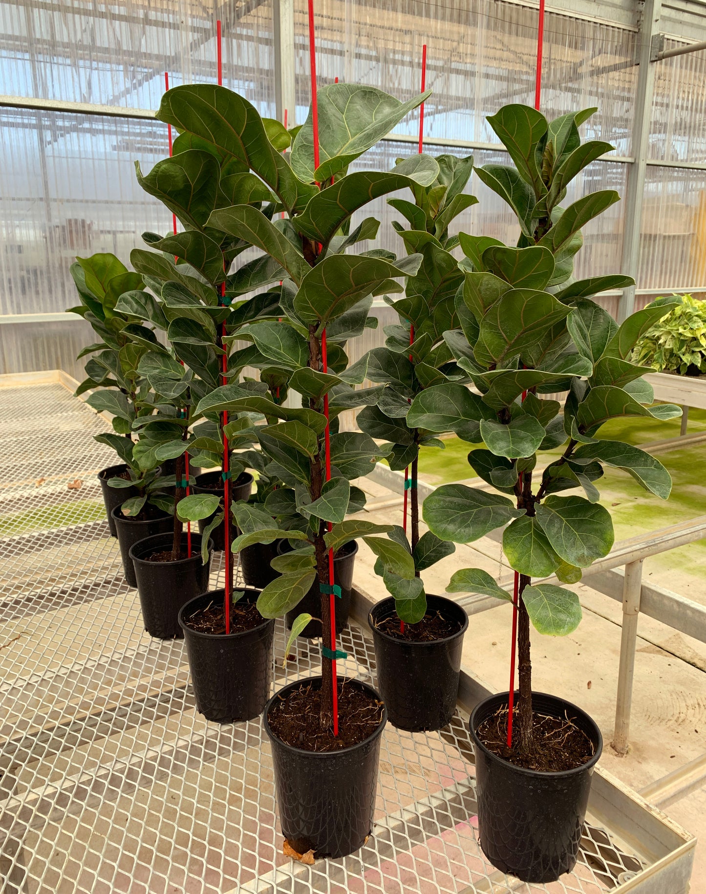 Ficus lyrata 'Bambino'