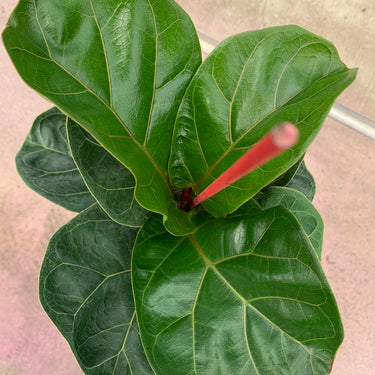 Dwarf Fiddle Leaf Fig