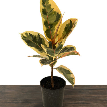 Tineke Rubber Plant