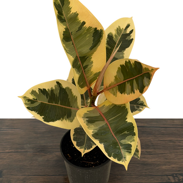 Tineke Rubber Plant