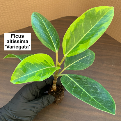 Houseplant Variety Pack