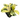 Shivereana Moonshine Rubber Plant