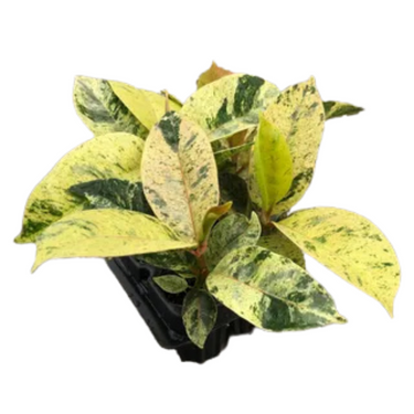 Shivereana Moonshine Rubber Plant