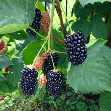 Prime-Ark Freedom Blackberry