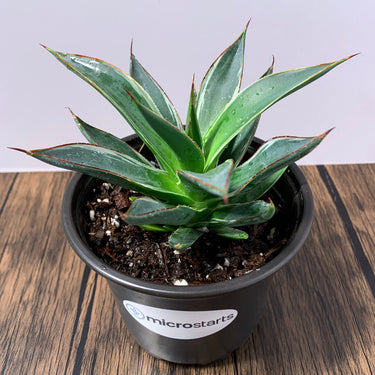 Frost Glow Agave (PPAF)