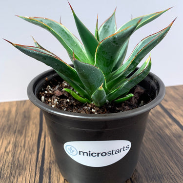 Frost Glow Agave (PPAF)