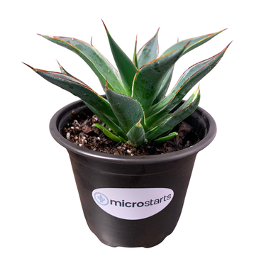 Frost Glow Agave (PPAF)