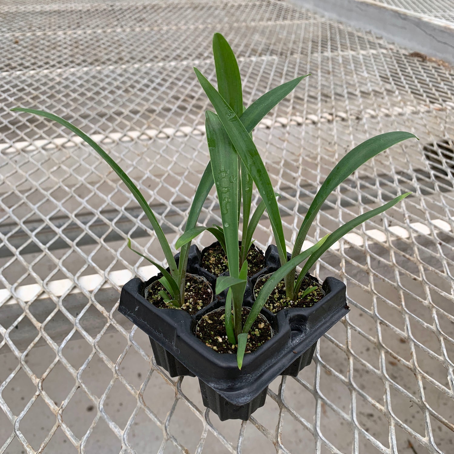 A 4-pack of Furcraea macdougalii in a tray. Each of the plants is in a specialized growcoon, helping with root development and naturally degrading when planted.