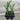 A 4-pack of Furcraea macdougalii in a tray (also known as Mac Dougal's Century Plant or Mac Dougal's Furcraea).