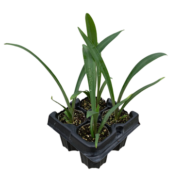 MacDougall's Century Plant