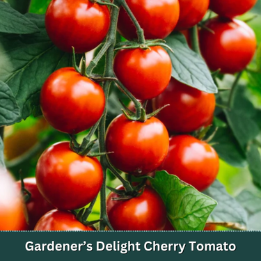 Classic Tomato 4 Inch Starter Plant Variety Pack
