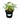 Philodendron Gloriosum