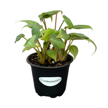 Philodendron Gloriosum