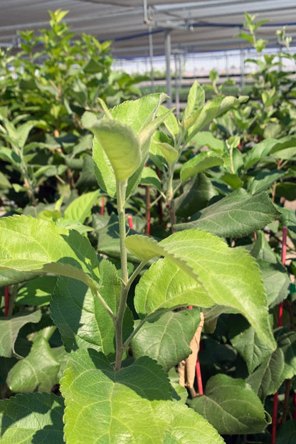A row of apple trees for sale. The apple trees have older, dark green growth and newer, light green growth.
