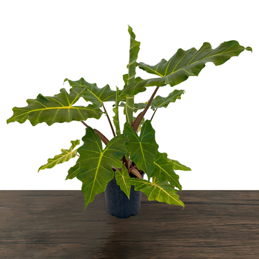 Golden Dragon Alocasia