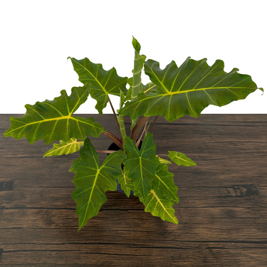 Golden Dragon Alocasia