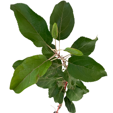 Granny Smith Apple Tree