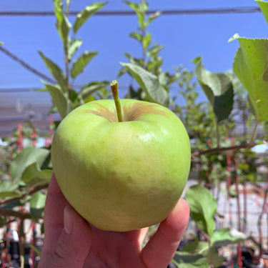 A hand holding a granny smith apple against a background of granny smith apple trees and a bright blue sky. The apple is light green and shiny.