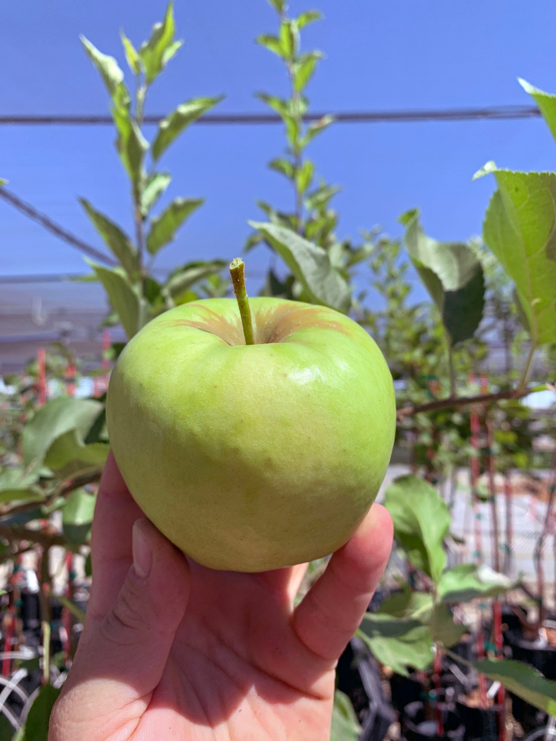A hand holding a granny smith apple against a background of granny smith apple trees and a bright blue sky. The apple is light green and shiny.