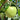 A light green granny apple hanging from a granny apple tree. The apple is shiny and surrounded by bright green leaves.