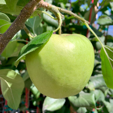 A light green granny apple hanging from a granny apple tree. The apple is shiny and surrounded by bright green leaves.