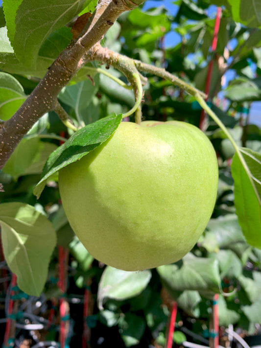 A light green granny apple hanging from a granny apple tree. The apple is shiny and surrounded by bright green leaves.