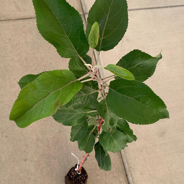 A young Granny Apple tree in a jumbo ellepot. There are several large, green leaves, as well as some newer, light green growth.