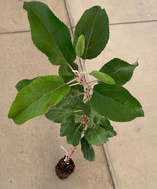 A young Granny Apple tree in a jumbo ellepot. There are several large, green leaves, as well as some newer, light green growth.