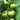 Green Zebra Tomato