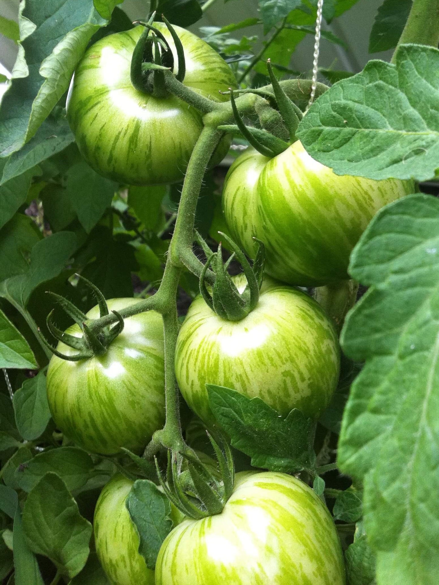 Green Zebra Tomato