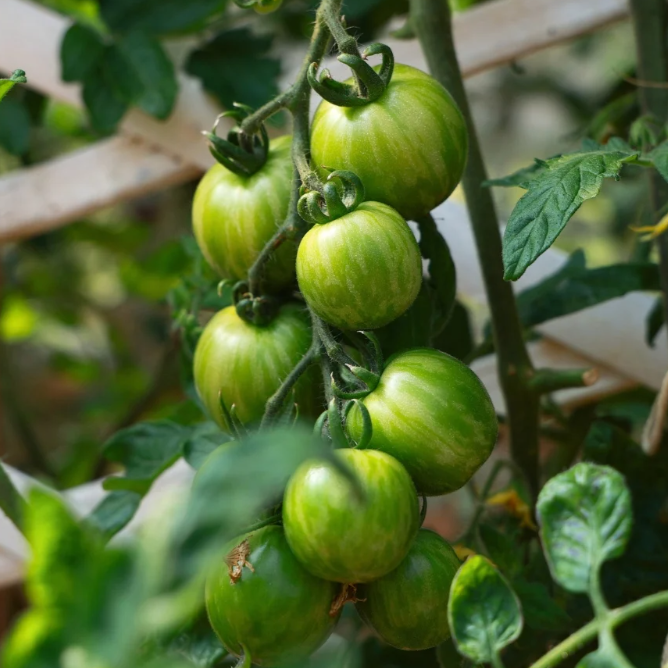 Green Zebra Tomato