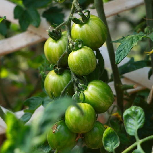 Green Zebra Tomato
