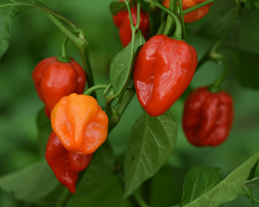 Habenero Pepper