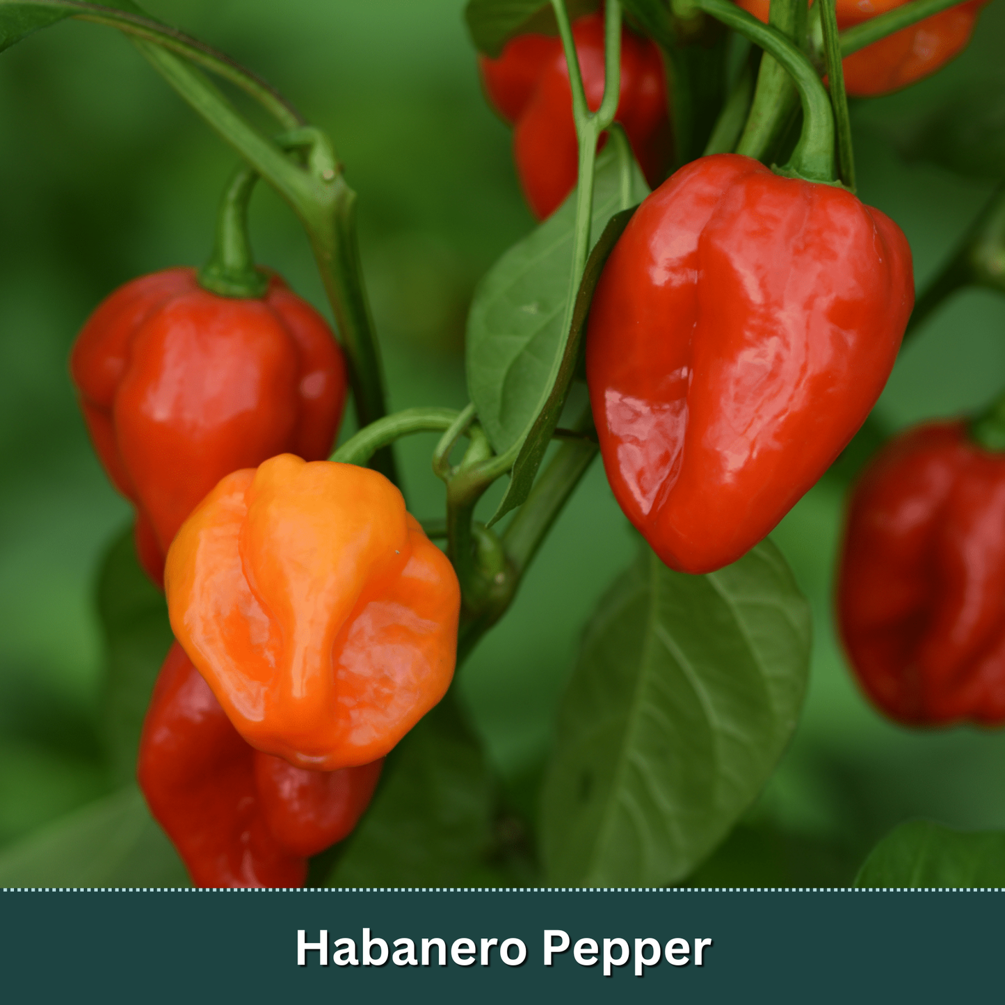 Mix & Match Vegetable Variety Pack