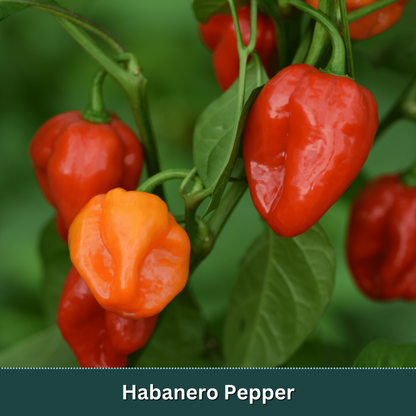 Mix & Match Vegetable Variety Pack