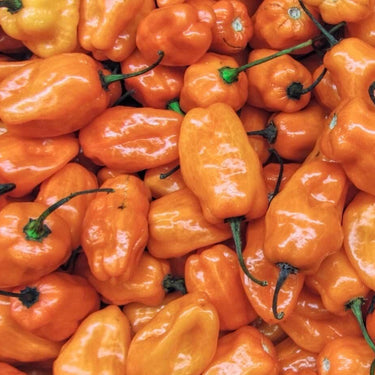 Habanero Pepper